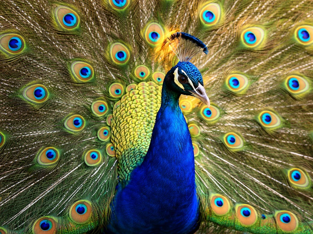 A Wonderful Bird Is the Peacock Limerick: Meaning